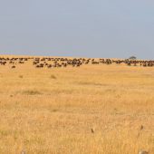  The Serengeti, TZ